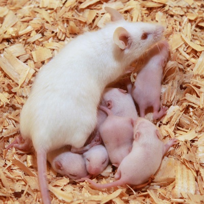 Florida Feeder Rodents Frozen Fuzzy Mice