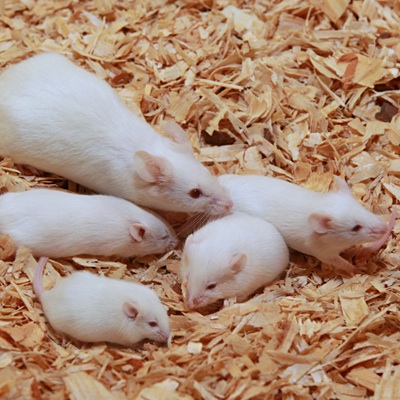 Florida Feeder Rodents Frozen Hopper Mice