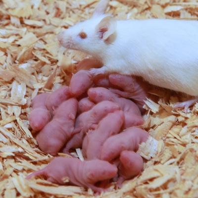 Florida Feeder Rodents Frozen Pinkie Mice