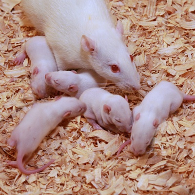 Florida Feeder Rodents Frozen Fuzzy Rats