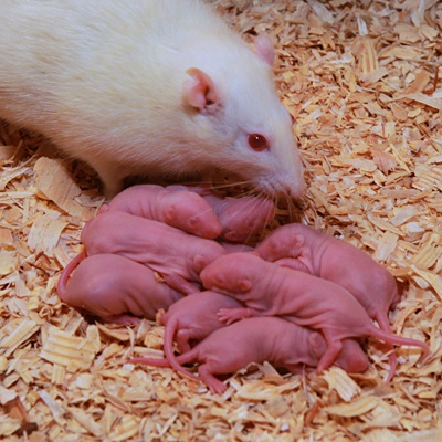 Florida Feeder Rodents Rat Pinkies