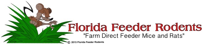 Florida Feeder Rodents